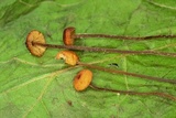 Rhizomarasmius pyrrhocephalus image