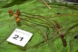 Rhizomarasmius pyrrhocephalus image