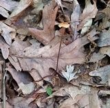 Rhizomarasmius pyrrhocephalus image