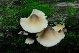Mycena inclinata image