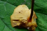 Xeromphalina tenuipes image