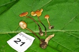 Marasmius sullivantii image