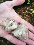 Pluteus americanus image