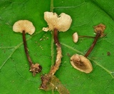 Gymnopus semihirtipes image
