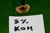 Gymnopus semihirtipes image