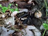 Gymnopus semihirtipes image