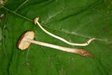Xerula megalospora image
