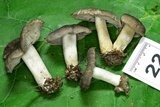 Tricholoma terreum image