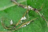 Calyptella gibbosa image