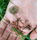 Calyptella gibbosa image