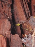 Mucronella pulchra image