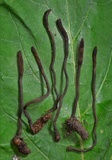 Ophiocordyceps ravenelii image