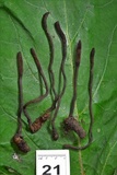 Ophiocordyceps ravenelii image