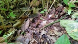 Ophiocordyceps ravenelii image