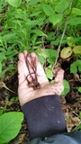 Ophiocordyceps ravenelii image