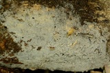Botryobasidium candicans image