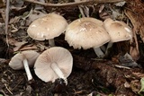 Pluteus hongoi image
