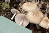 Pluteus hongoi image