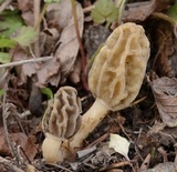 Morchella diminutiva image