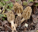 Morchella diminutiva image