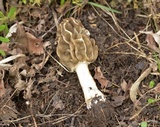 Morchella diminutiva image