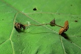 Entoloma hirtum image