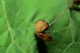 Entoloma hirtum image