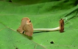 Pluteus saupei image