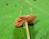 Pluteus saupei image