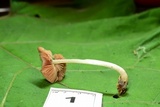 Pluteus saupei image