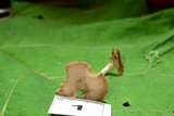 Pluteus saupei image