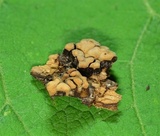Xylobolus frustulatus image
