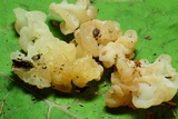 Ductifera pululahuana image