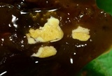 Hypocrea sulphurea image