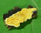 Hypocrea sulphurea image