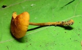 Xeromphalina tenuipes image