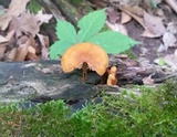 Xeromphalina tenuipes image