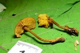 Xeromphalina tenuipes image