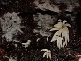 Mucronella bresadolae image