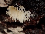 Mucronella bresadolae image