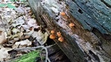 Pholiota granulosa image