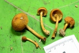 Pholiota granulosa image