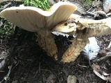 Tricholoma focale image