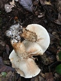 Tricholoma focale image