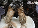 Tricholoma focale image