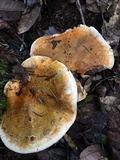 Tricholoma focale image