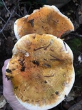 Tricholoma focale image