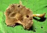 Pluteus hongoi image