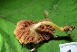 Pluteus hongoi image