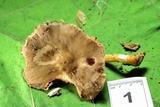 Pluteus hongoi image